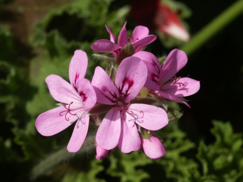 Godfreys Pride - Doftpelargoner.